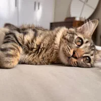 گربه نر ترکیب نژاد بریتیش و dlh