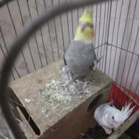 عروس،هلندی