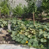 اجاره کوتاه مدت ویلا باغ در روستا