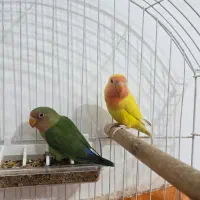 طوطی برزیلی|پرنده|بافق, |دیوار