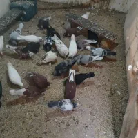 کفتر کبوتر|پرنده|باسمنج, |دیوار