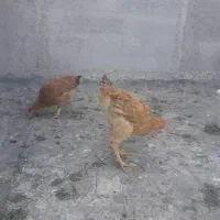 مرغ وخروسیک|حیوانات مزرعه|شهریار, دهشاد بالا|دیوار