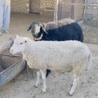 قوچ رومن