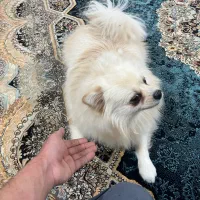 سگنر پامر سفید خرسی روباهی