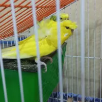مرغ عشق پروانه ای کاکلی|پرنده|رشت, دیانتی|دیوار