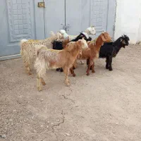 بزغاله بز بره میش