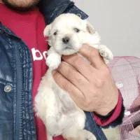 واگذاری توله سگ شیتزو پیکینیز