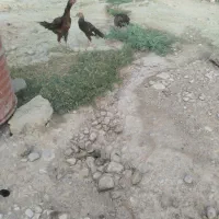 مرغ فروشی