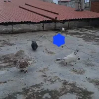 ۴تا کفتر