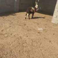 1 عدد بره نر پلنگی