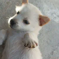 اسپیتز روباهی