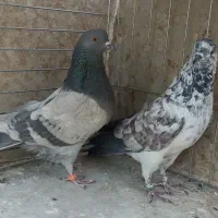 کفتر پرشی(قاره خرمایی و سنجابی)|پرنده|اصفهان, قائمیه|دیوار
