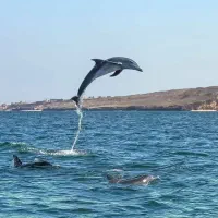گشت جزیره زیبای قشم سواری دربست