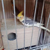 عروس هلندی