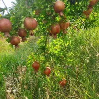 فروش انار درجه یک به صورت  خورده وعمده|عمده‌فروشی|شیراز, ریشمک|دیوار
