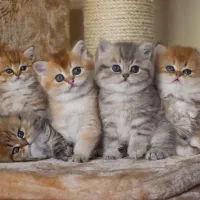 دنیای بچه گربه های مانچکین