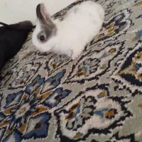 بچه خرگوش ناز
