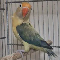 طوطی برزیلی پاربلو یووینگ ویولت ماده