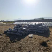 سیلو ذرت علوفه ای