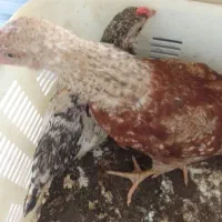 مرغ وخروس