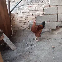یک عدد خروس برهما