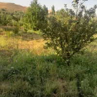 فروش باغ باقیمت مناسب