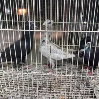 5تا جوانه نر