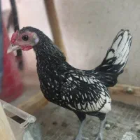جوجه سیبرایت سیلور