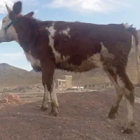 گوساله ماده سیمینتال شرابی