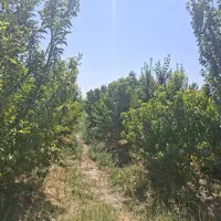 باغ ۸۵۰۰ متری تهاتر با آپارتمان و ماشین|فروش زمین و ملک کلنگی|رباط‌کریم, منجیل آباد|دیوار