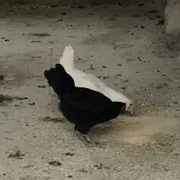مرغ وخروس