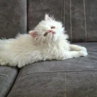 گربه پرشین فلت سفید ماده