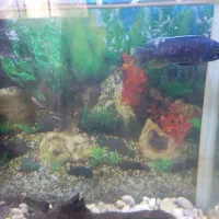 آکواریوم  با ماهی|ماهی|سیرجان, |دیوار