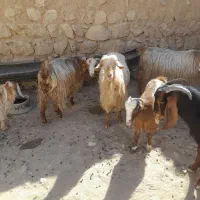 بز داشتی|حیوانات مزرعه|کوهدشت, |دیوار