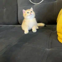 گر به بریتش