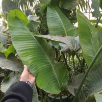 هدیه ی روز مادر رسید|گل و گیاه طبیعی|نیشابور, شهرک ولیعصر|دیوار