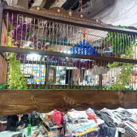 انواع سهره قناری و قفس سلطنتی پرنده های خاص|پرنده|مشهد, عنصری|دیوار