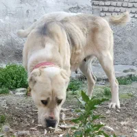 آلابای روسی ماده دمه فحل|سگ|تهران, تهرانپارس شرقی|دیوار