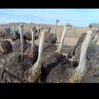 شترمرغ تازه