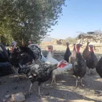 فروش ،مرغ ،خروس،بوقلمون