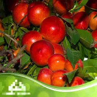 خریدار شلیل وهلو وسایر میوه ها