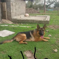 ژرمن.نر۶ماه.ماده ۹ماه