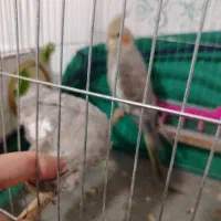 عروس هلندی مولد باتخم|پرنده|خرمشهر, |دیوار