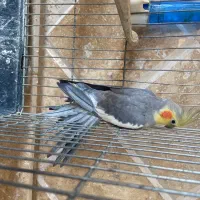 پرنده عروسی هلندی