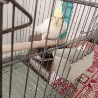 عروس هلندی|پرنده|برخوار, |دیوار