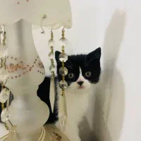 بچه گربه میکس بریتیش وپرشین