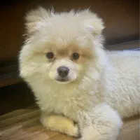 گمشده سگ نر پامرین الان موهاش کوتاه شده