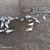 فروش کبوتر طوقی هر رنگی بخواهید دارم|پرنده|کرمانشاه, |دیوار