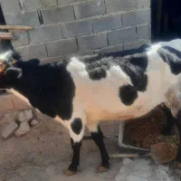 گاو و گوساله نر محلی