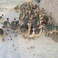 فروش جوجه شترمرغ